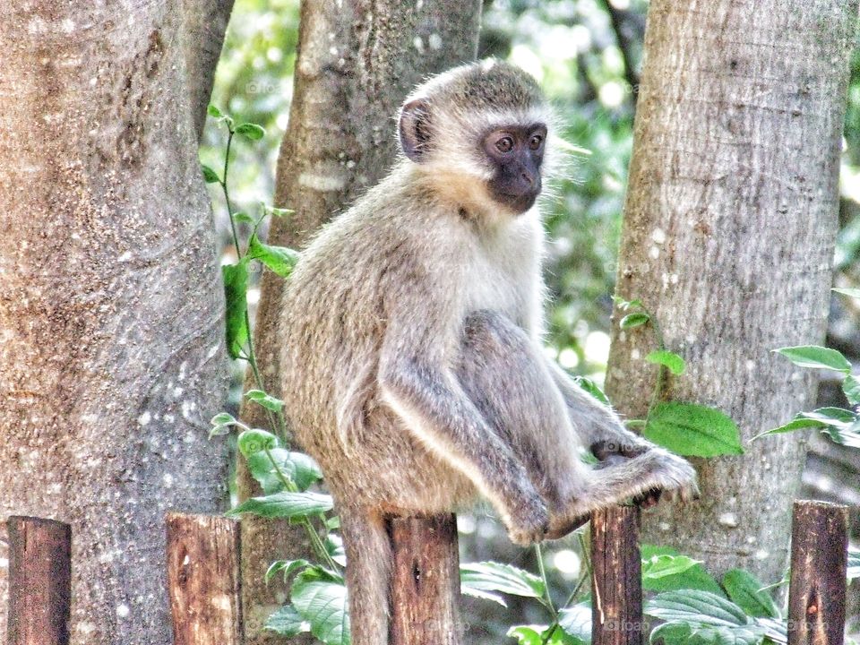 Monkey photo capturing their curious nature.