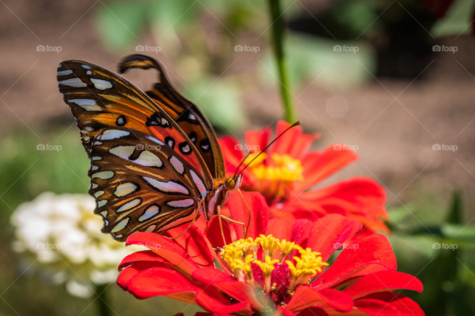 Horizontal photo of bright orange, yellow, brown and white butterfly feeding on a bright red zinnia