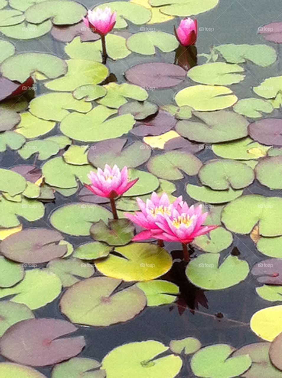 Pink Lilies on Lily Pad Pond