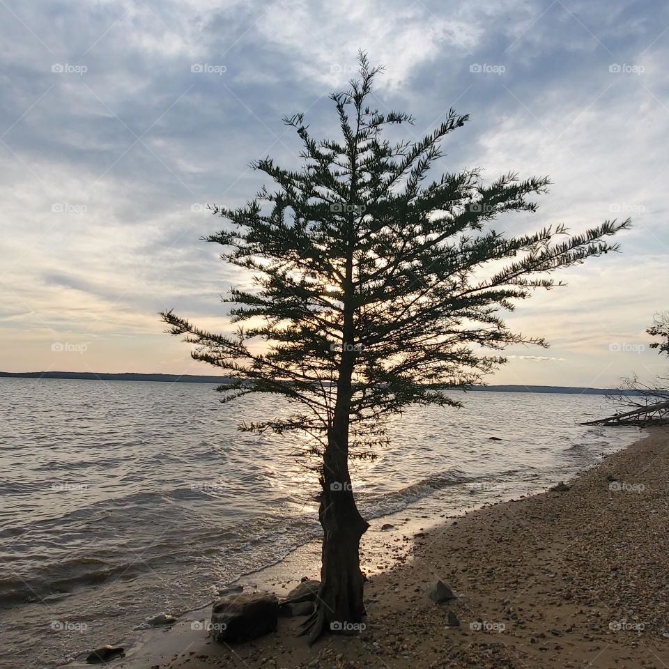 Beach pine - Potomac River Maryland