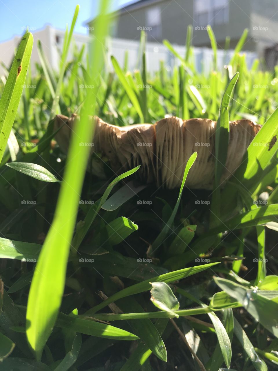 Mushrooms in the green grass in Florida 