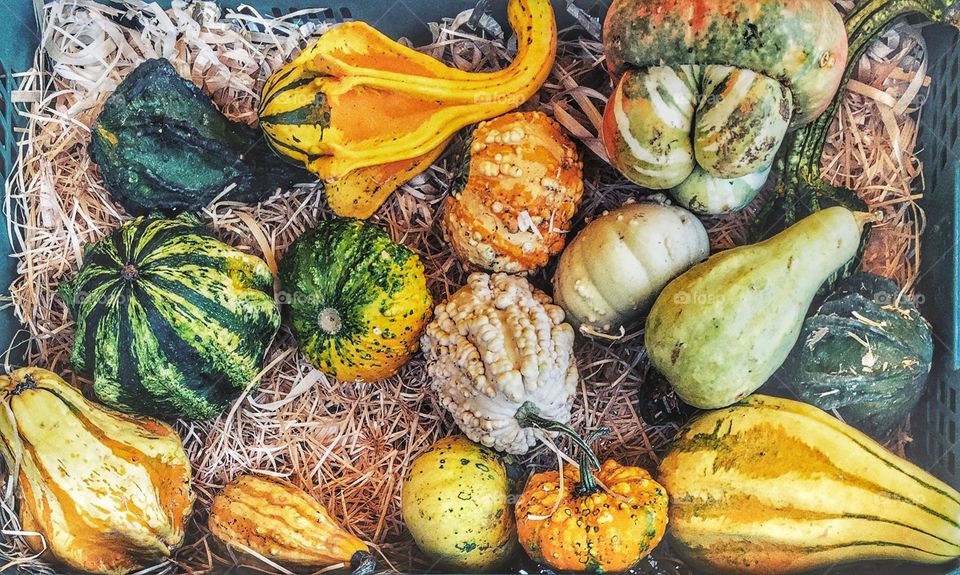 Fall squash in abundance