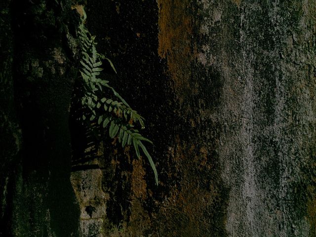 No Person, Tree, Dark, Nature, Texture