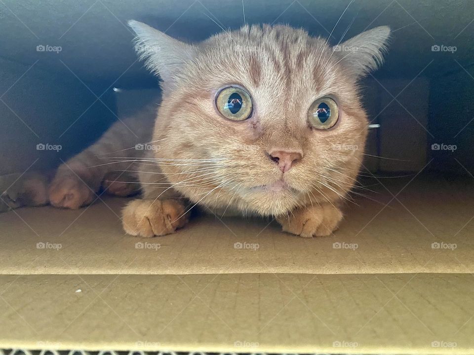An orange cat sitting in a cardboard box 