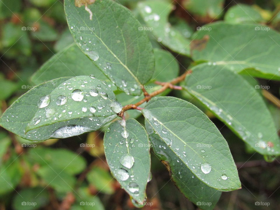 Water drops on leaves