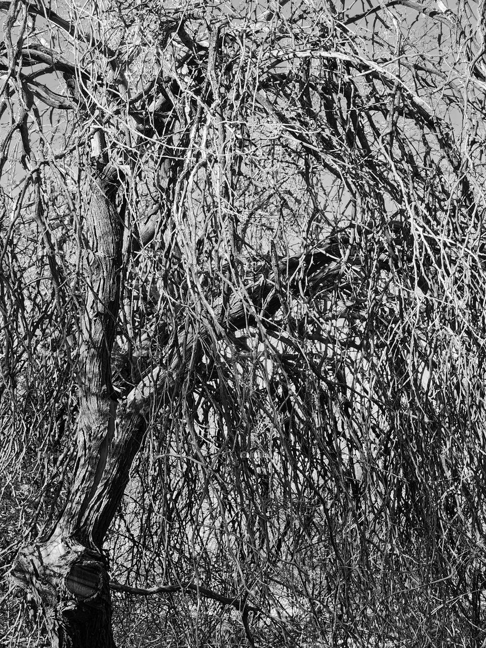 Light accentuates a foliage-less tree with numerous branches and sharp contrasts