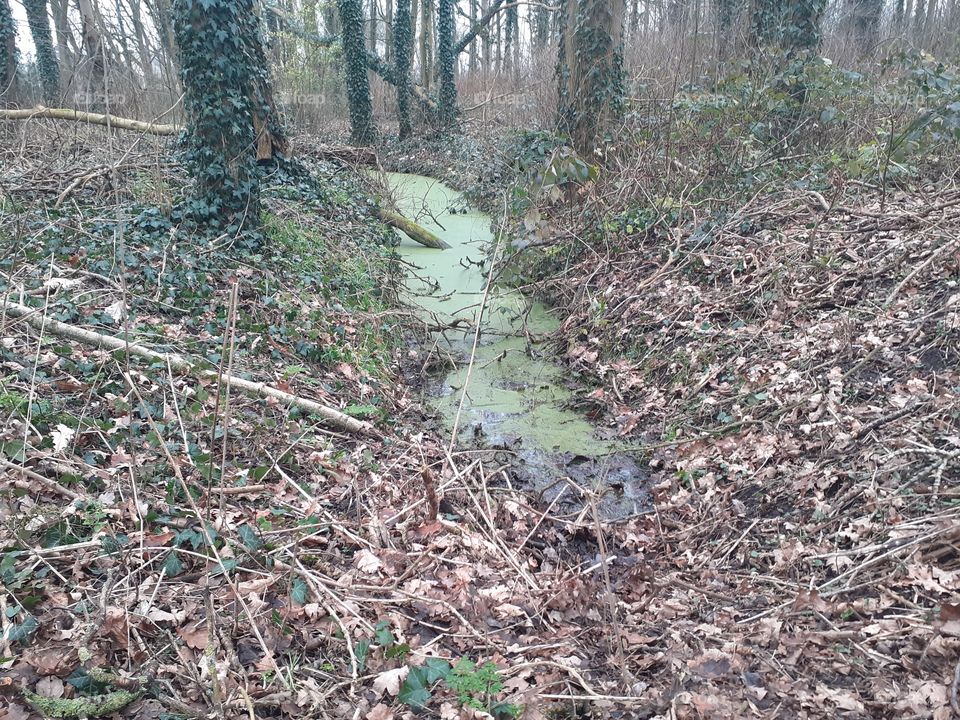 There is a green ditch in the forest