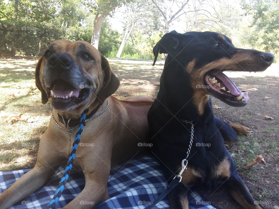 Lying down, leashes on, instead of walking. Typical Hounds