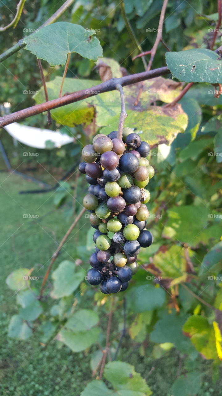 Organic Grape
