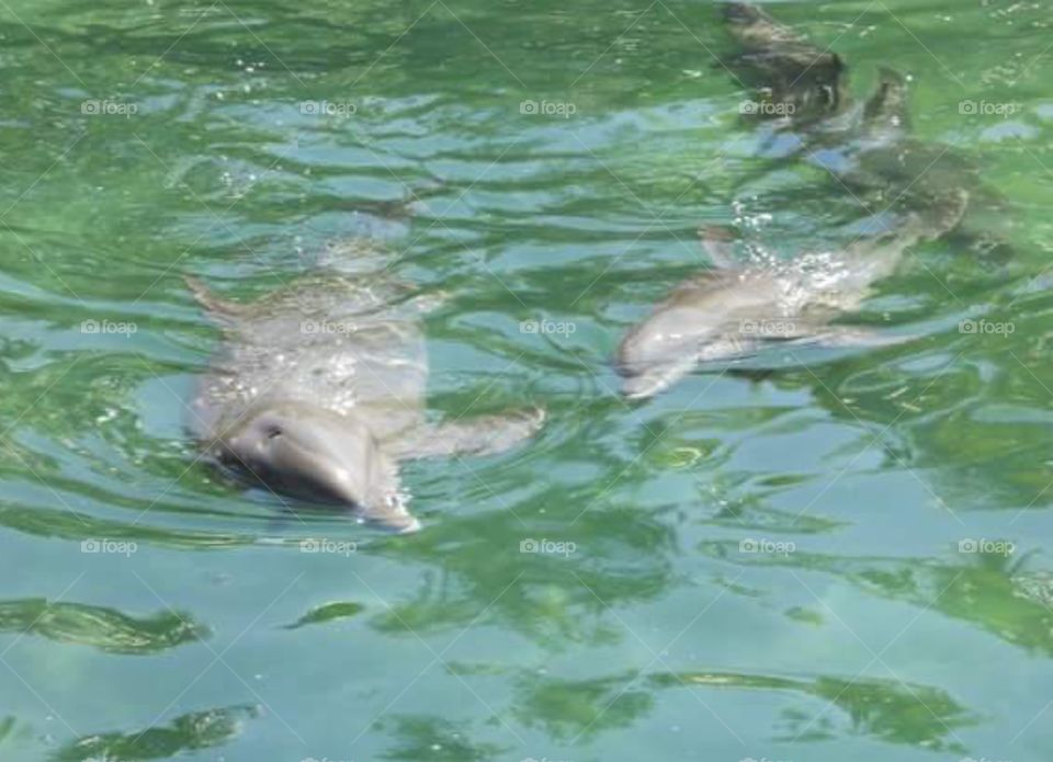 Dolphins in Cancun, Mexico