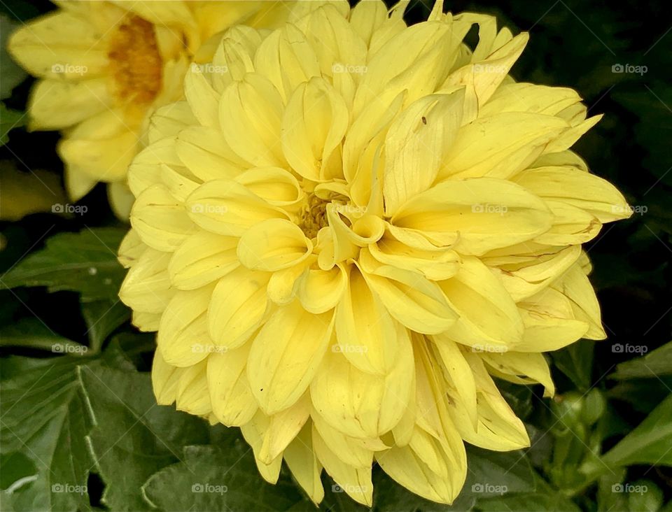 Flower blossoms of garden dahlia 