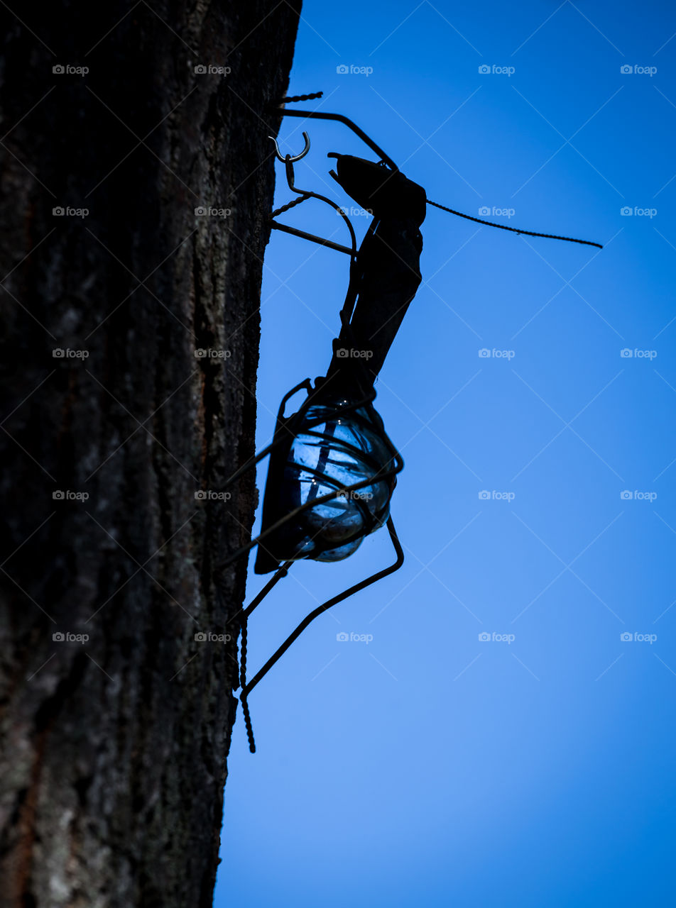 Antenna, Insect, Invertebrate, No Person, Nature