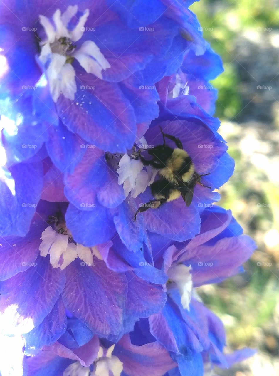 bee with flowers