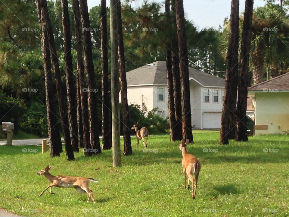 Deer in motion in the suburban neighborhood 