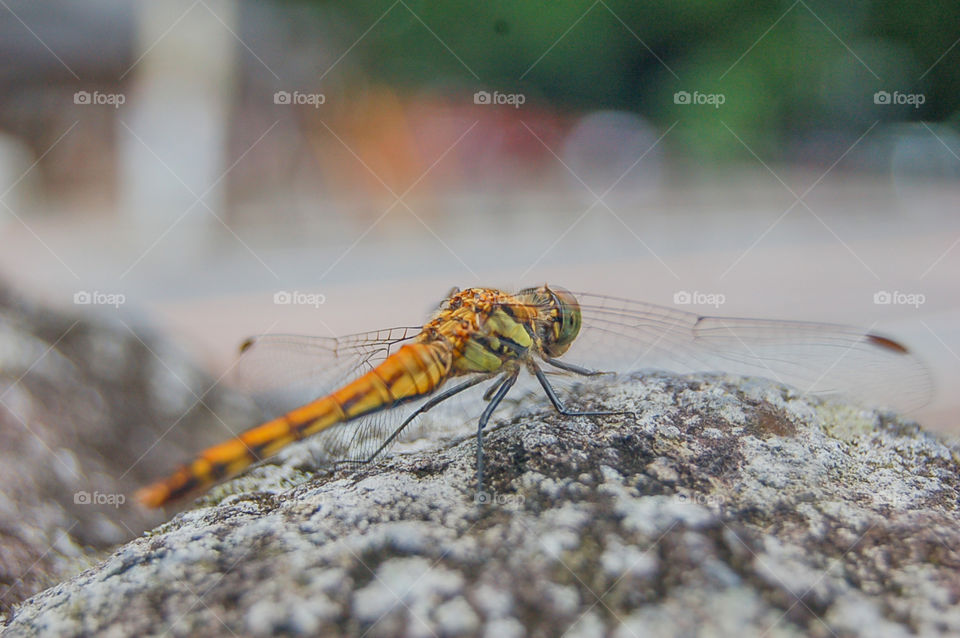 Close Up Of A Japanese Dragonfly