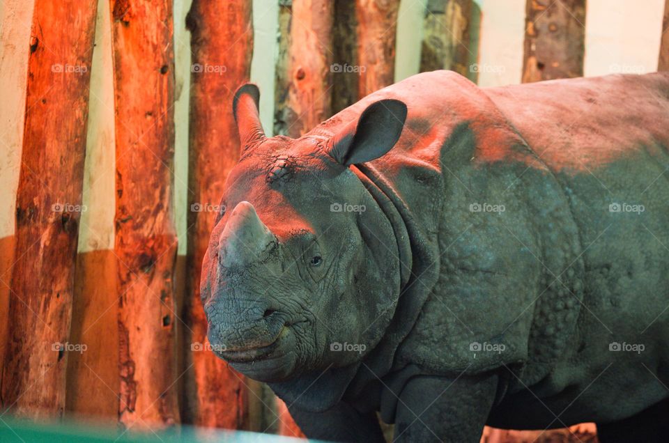 Asian one horned rhino