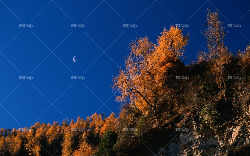No Person, Fall, Tree, Nature, Outdoors