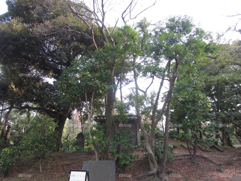 Asakusa Kannon, Sensoji Buddhist Temple and Gardens. Tokyo, Japan. Trees Against Sky