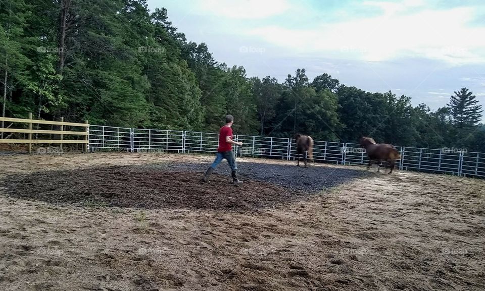 Horse exercise