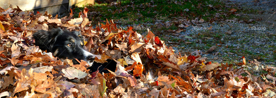 pile of leaves and a puppy