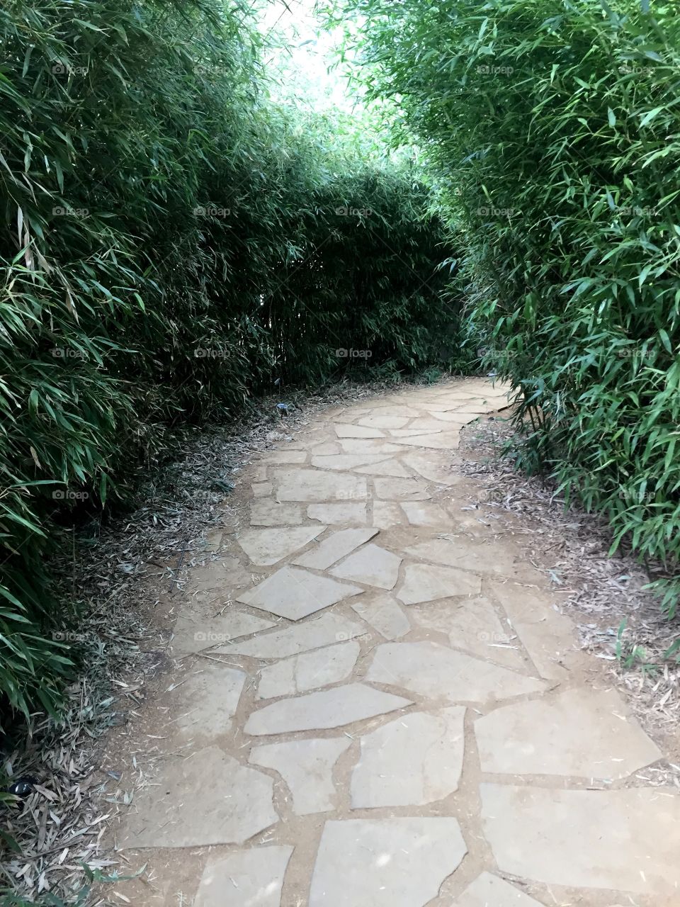 Bamboo path
