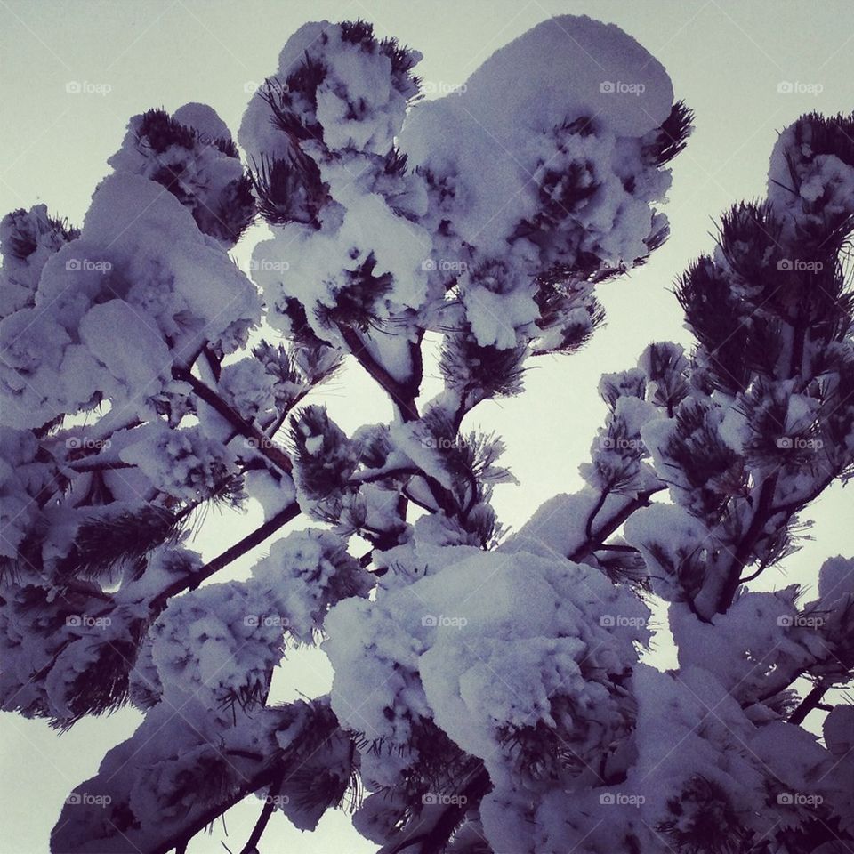 Tahoe dressed in white