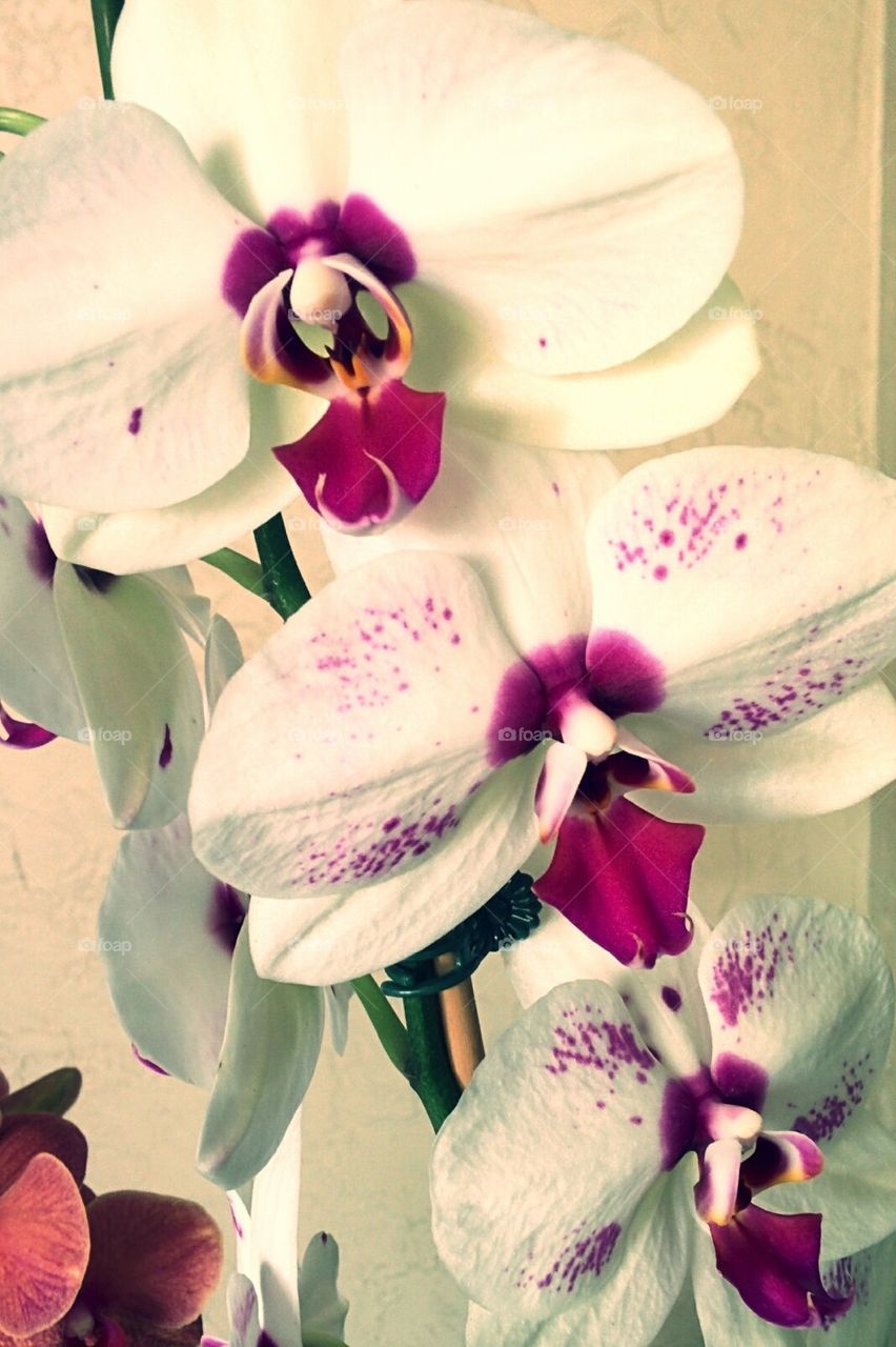 orchid