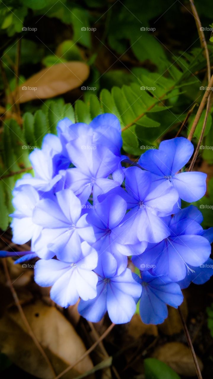 Purple Blooms