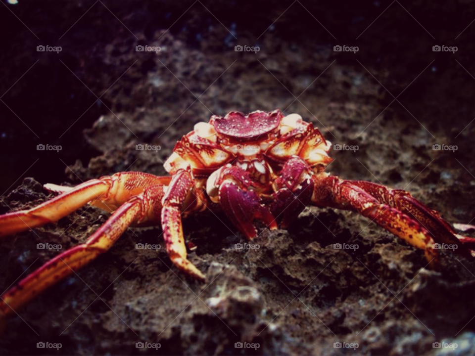Crab clung for life, death still emerged 