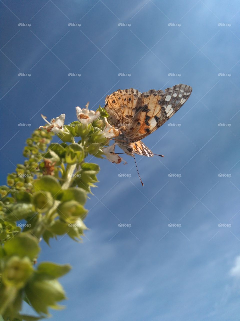 beautiful 🦋 butterfly