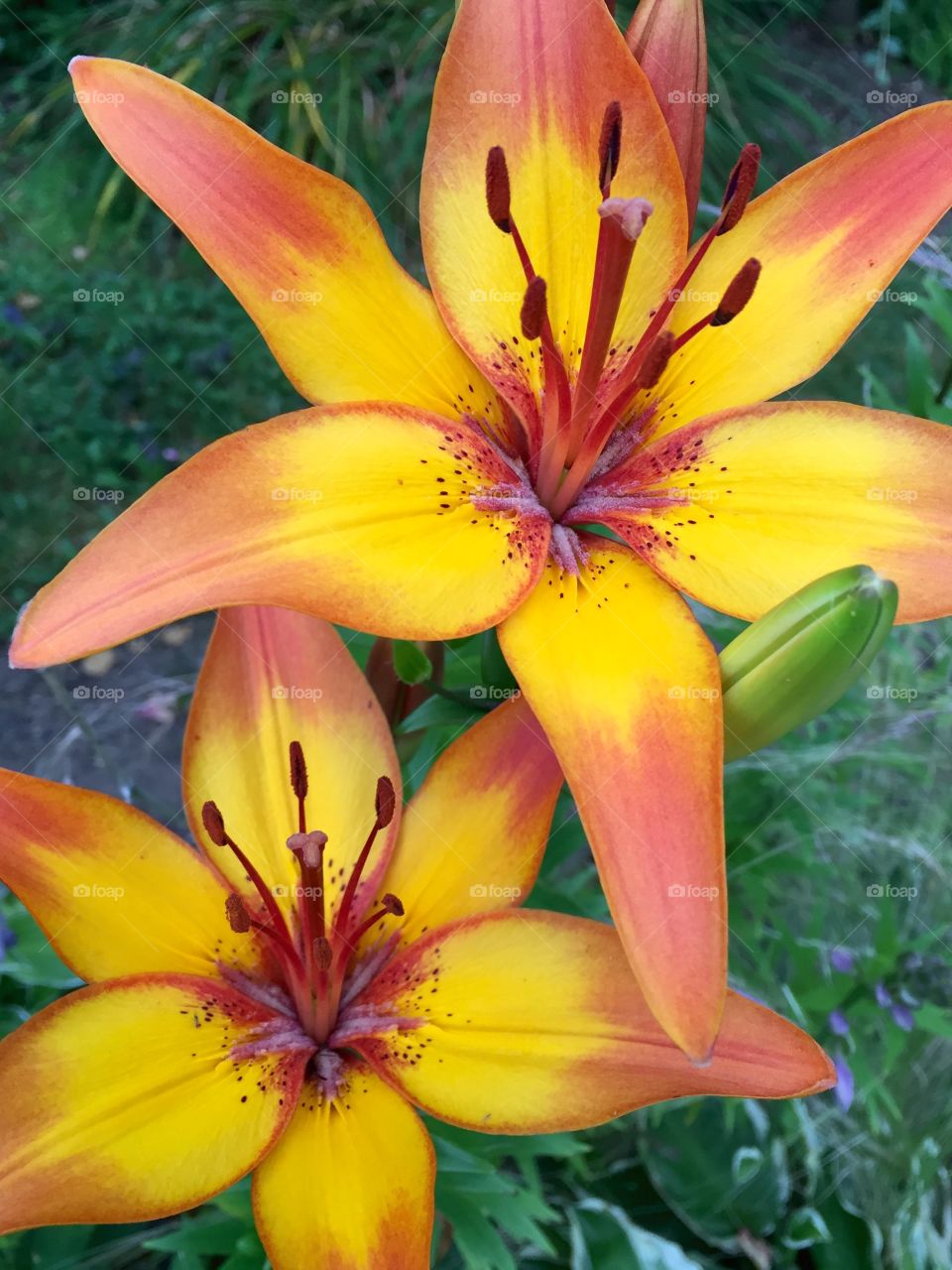 Tiger lily