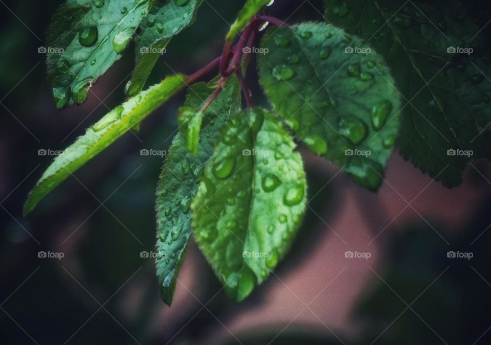 Waterdroplets on green leaves