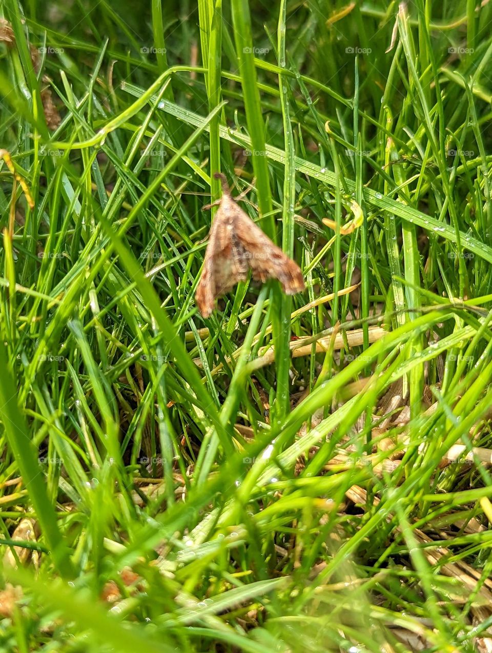 moth in grass