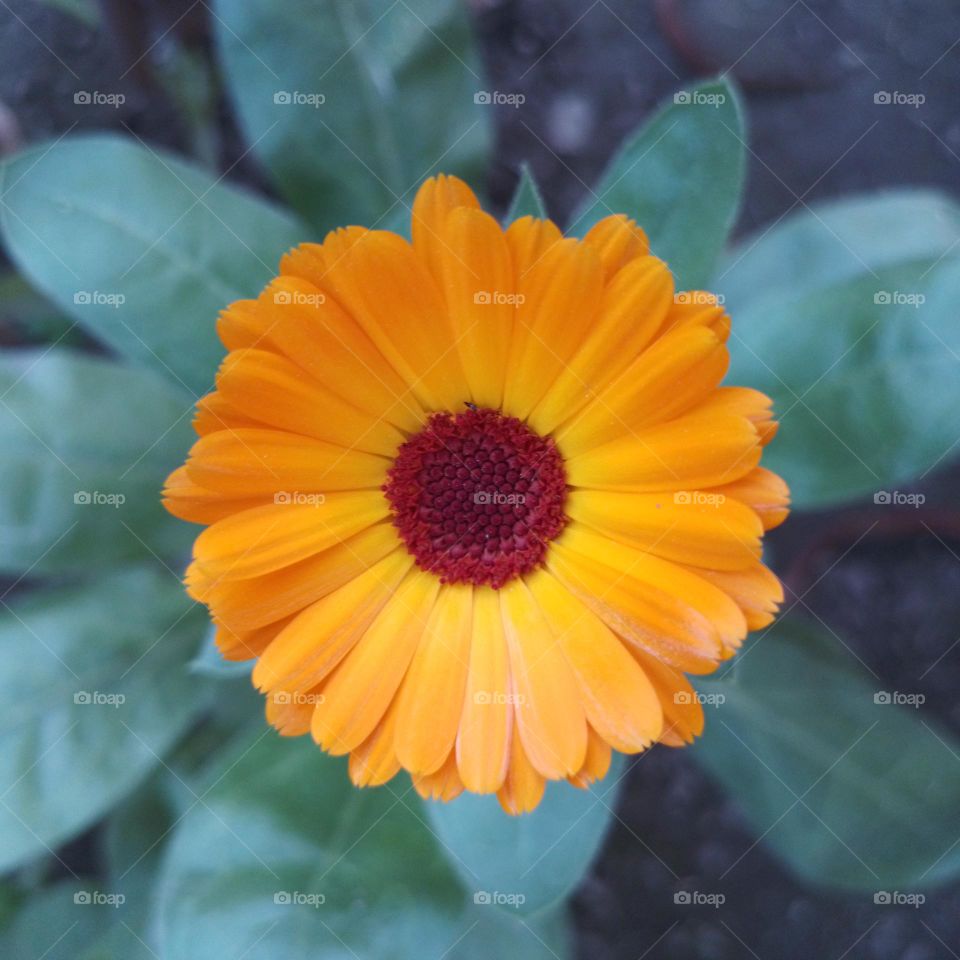calendula