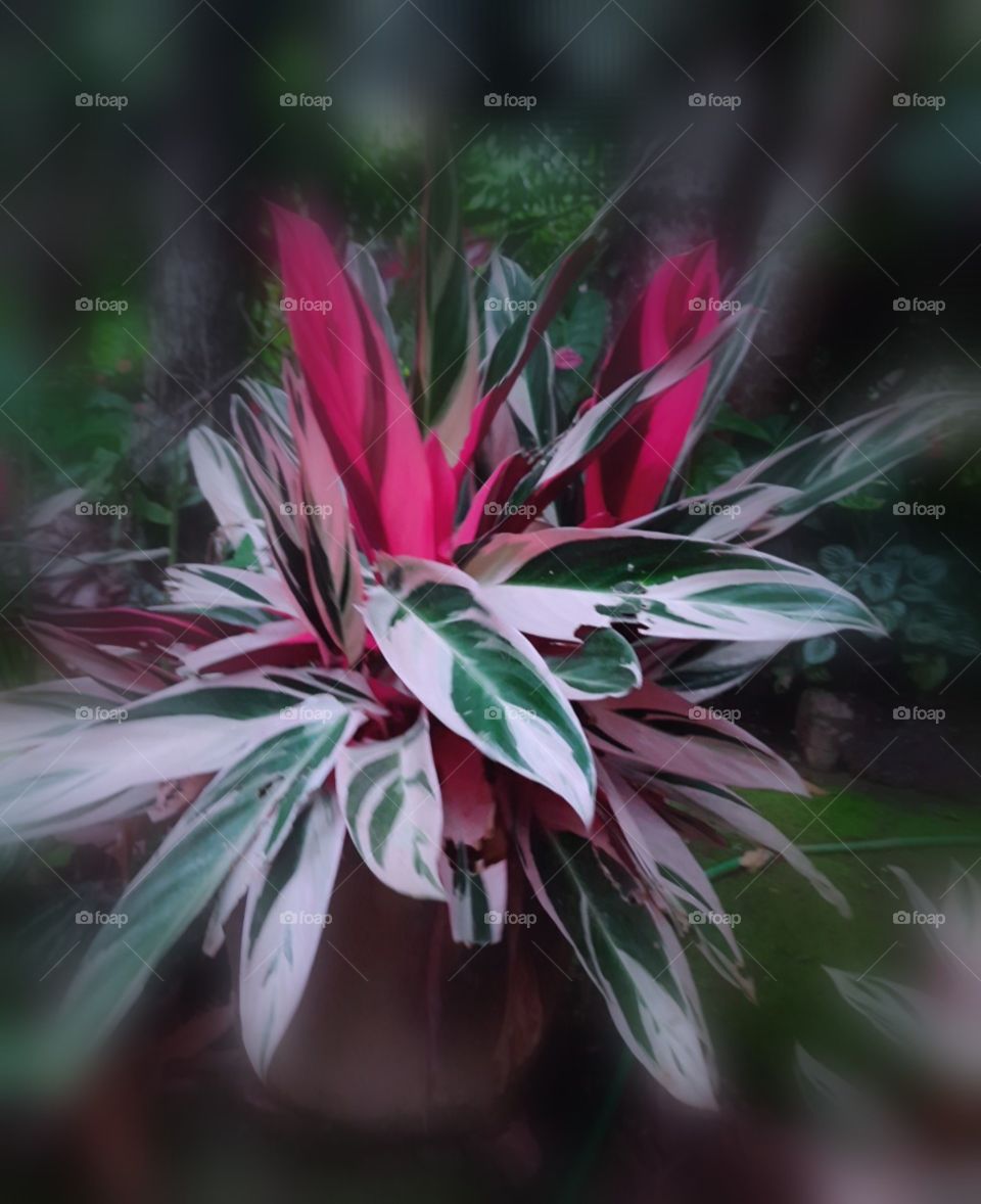 colourful leaves plant