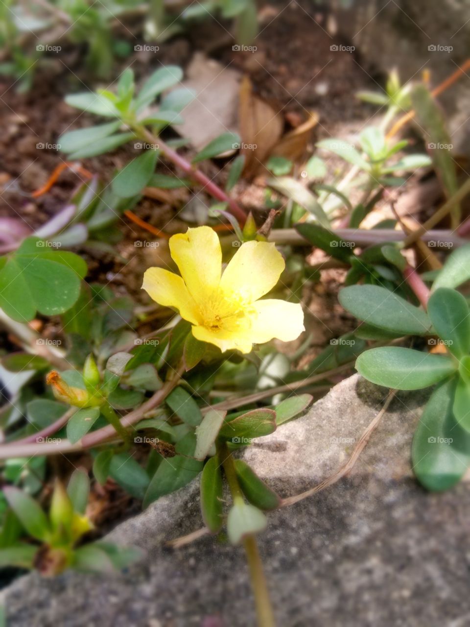 Flor do guaruja