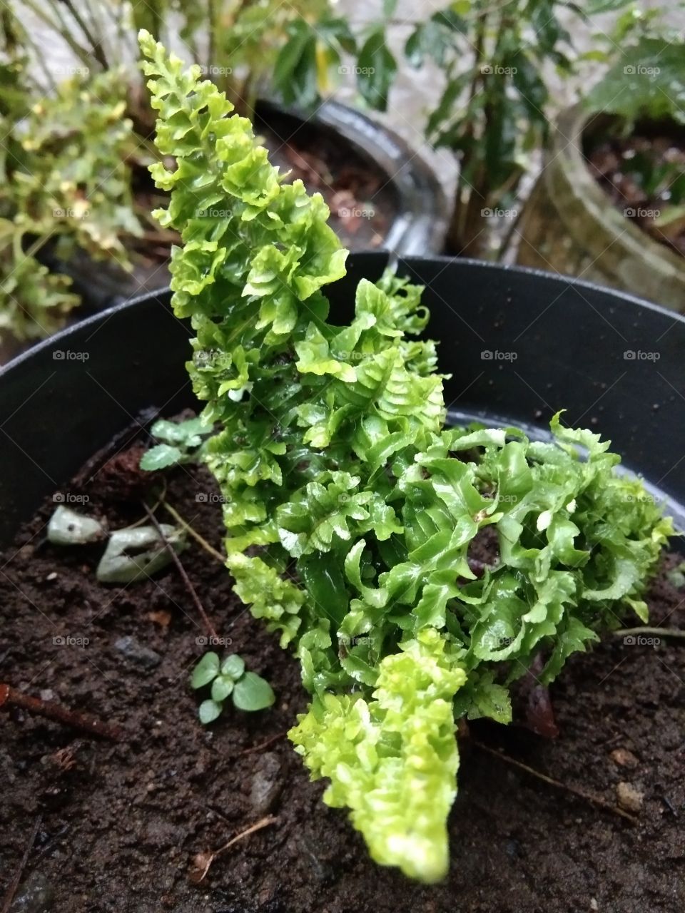 wavy green leaves in the pot