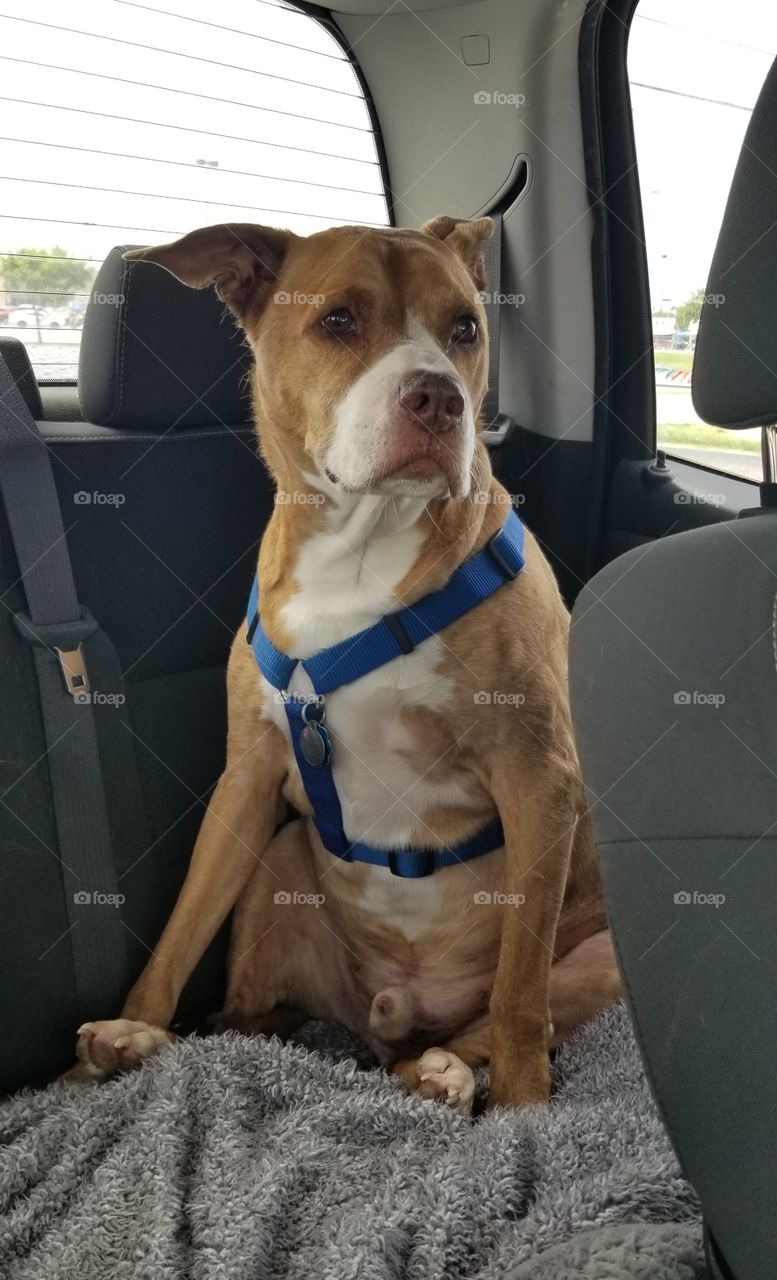 pit bull dog riding in back seat of car