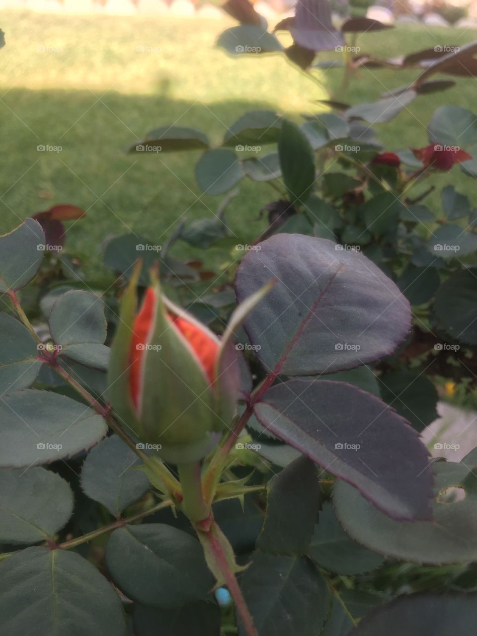 Rose bud