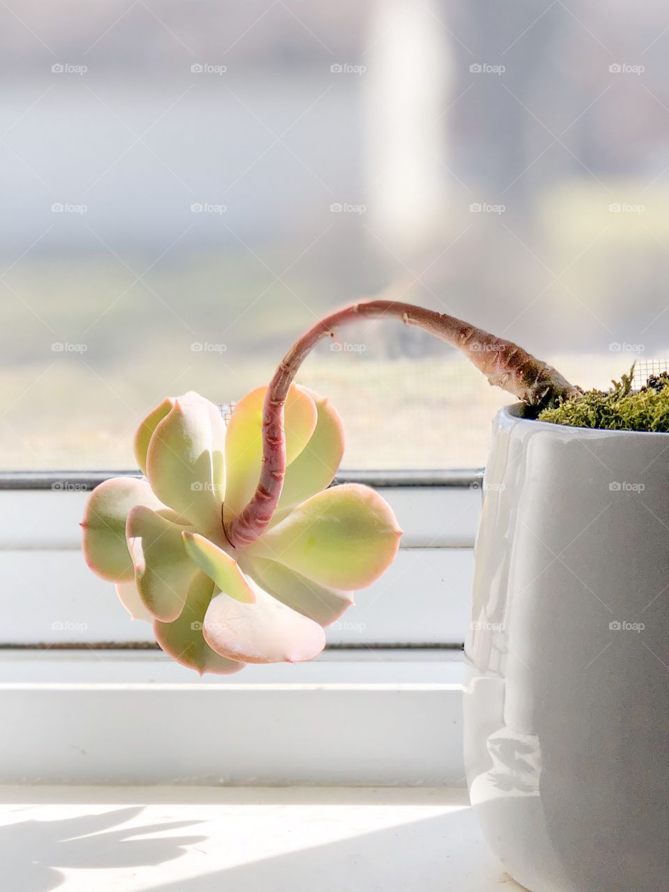 Sun seeker succulent, partial view, what happens when you fly a plant from a dry, hot place like Arizona to a wet, cold place like Michigan.