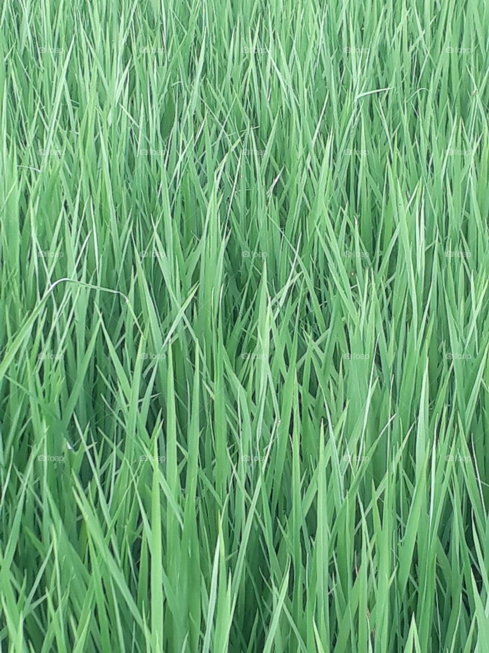 nice rice tree in Indian village