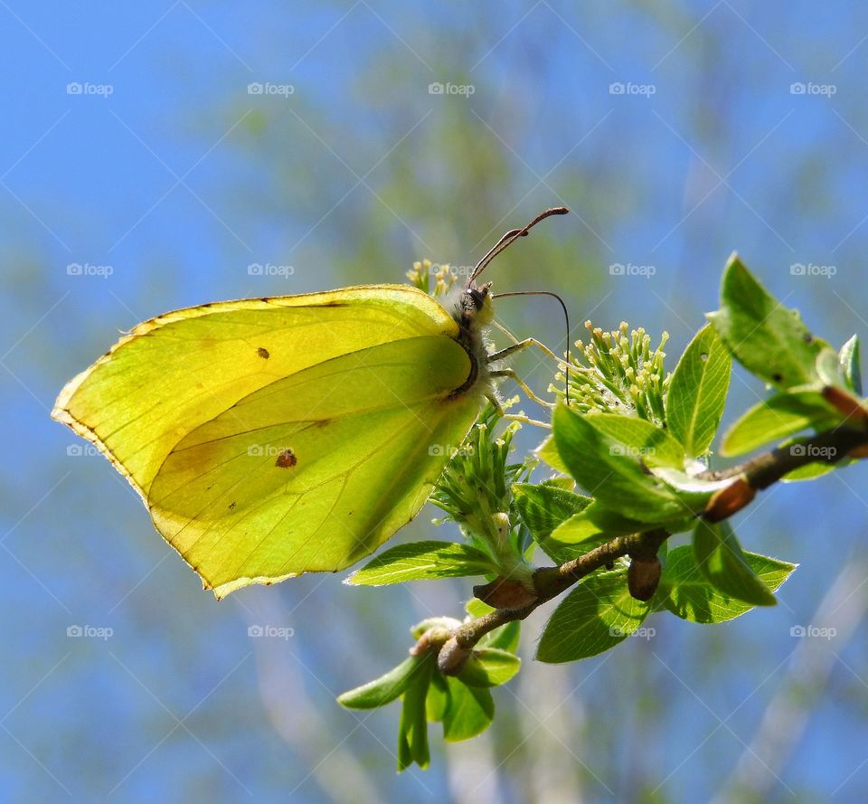 Yellow butterfly on a spring branch