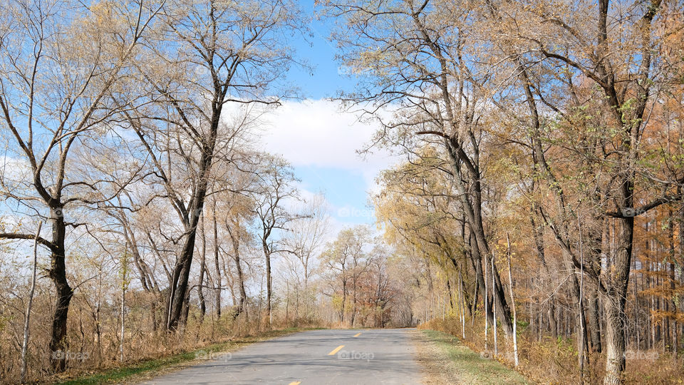 a road in autumn