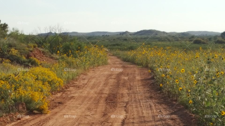 Sunflower path