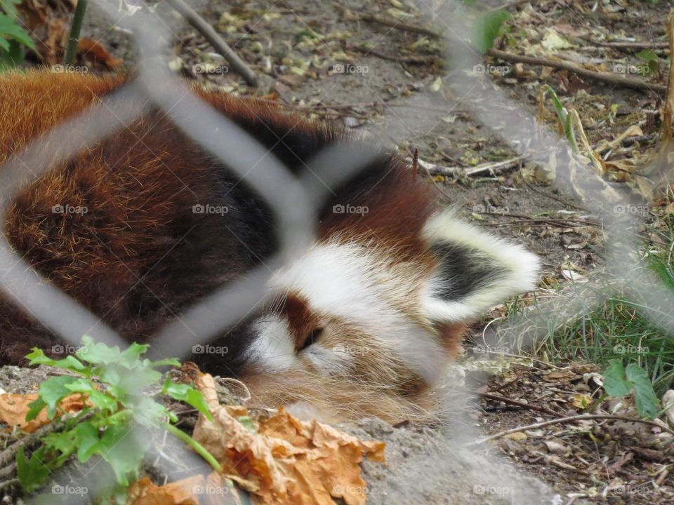  Scout. The Red Panda at the Buffalo Zoo taking a snooze 