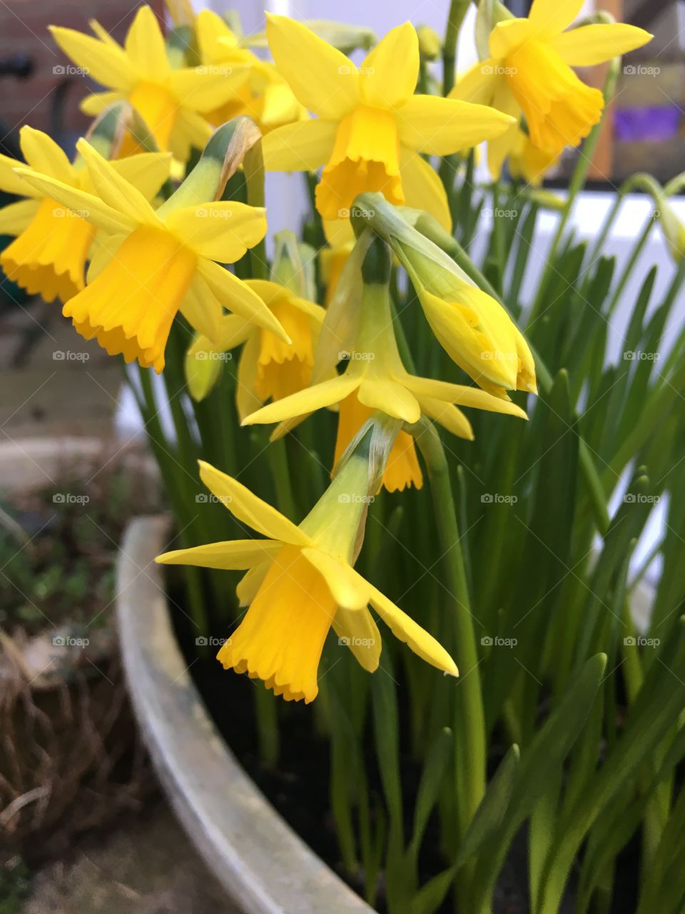 Mini daffodils 