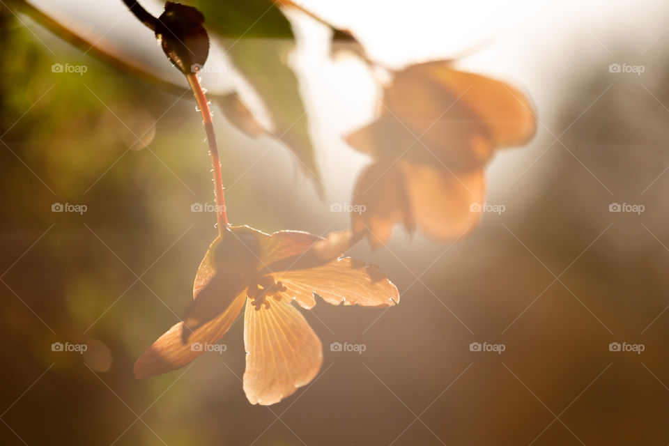 Beautiful nature, summer flowers in the garden