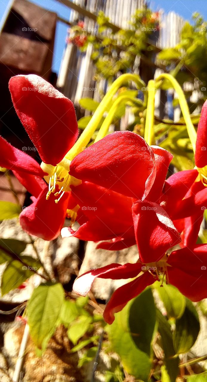 Combretum indicum