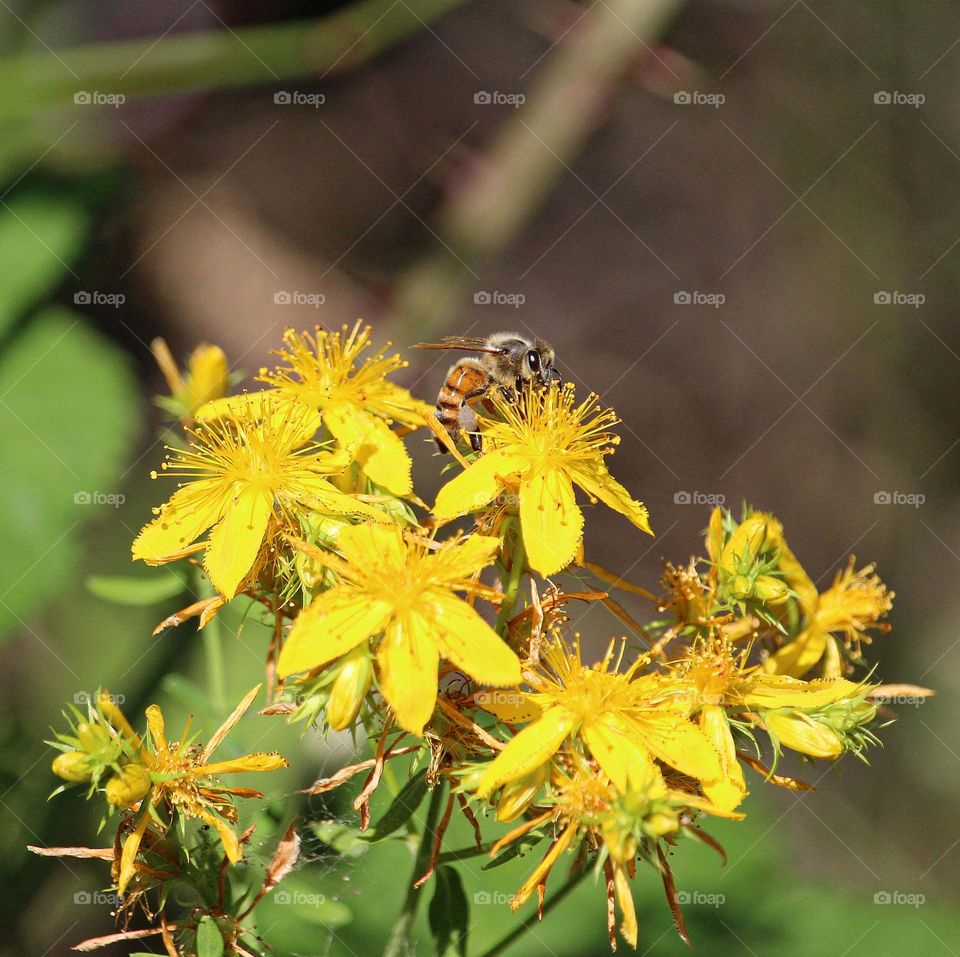 Bee pollination of a yellow wild flower in the city of Fair Oaks hiking trail