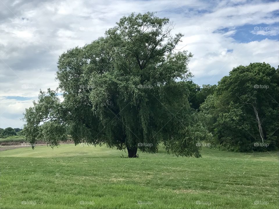 Willow tree 